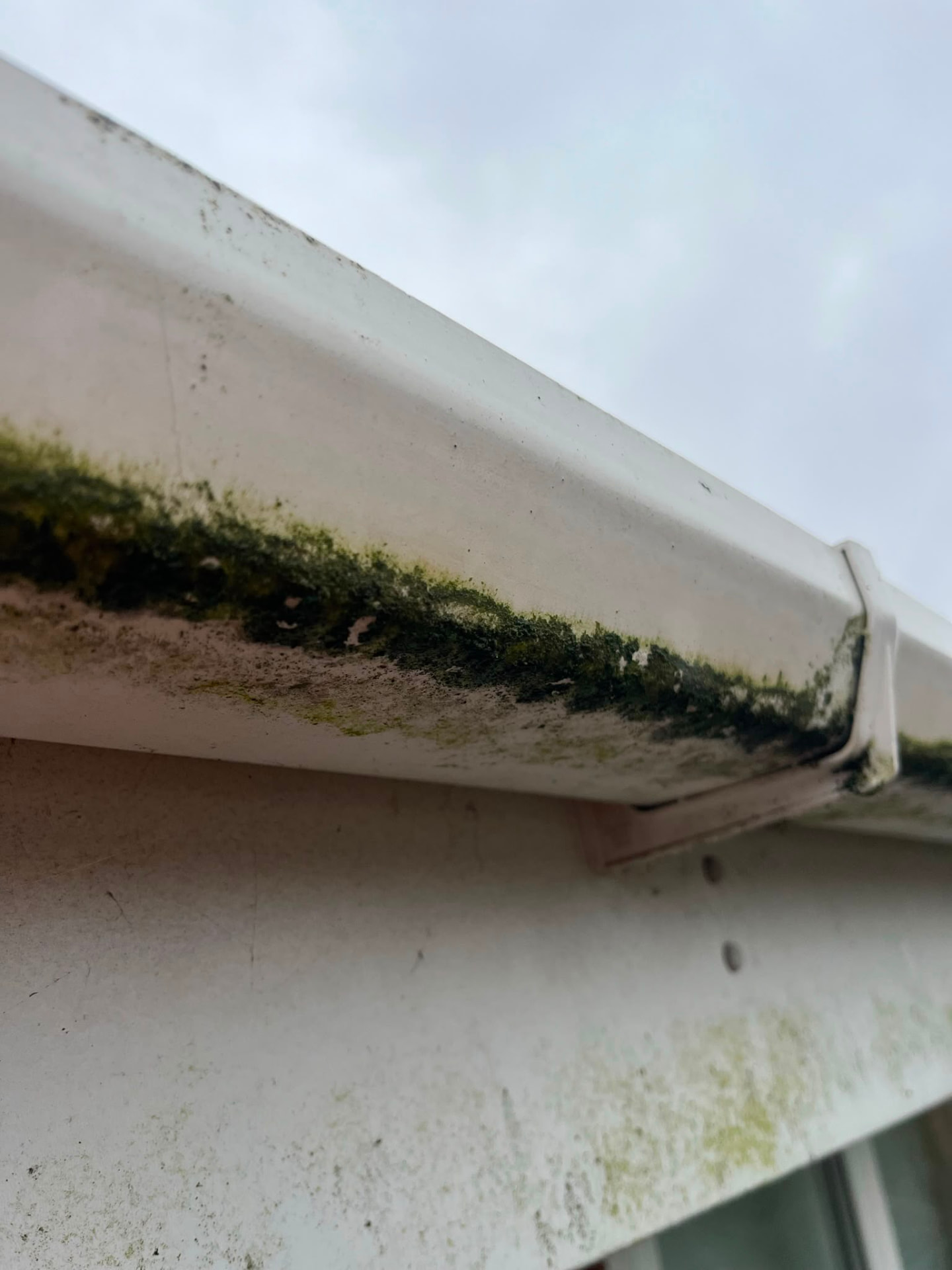 Gutter and fascia covered in moss and algae before cleaning